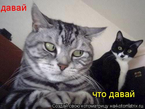 давай что давай... Котоматрица: давай что давай