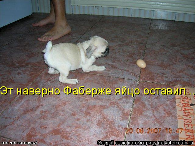 Эт наверно Фаберже яйцо оставил...... Котоматрица: Эт наверно Фаберже яйцо оставил...