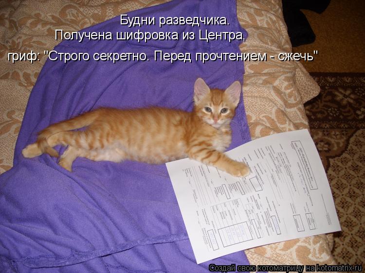 Будни разведчика. Получена шифровка из Центра, гриф: "Строго секретно. Перед прочтением - сжечь"... Котоматрица: Будни разведчика. Получена шифровка из Центра, гриф: "Строго секретно. Перед прочтением - сжечь"