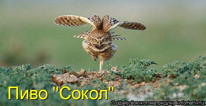 Пиво "Сокол"... Котоматрица: Пиво "Сокол"