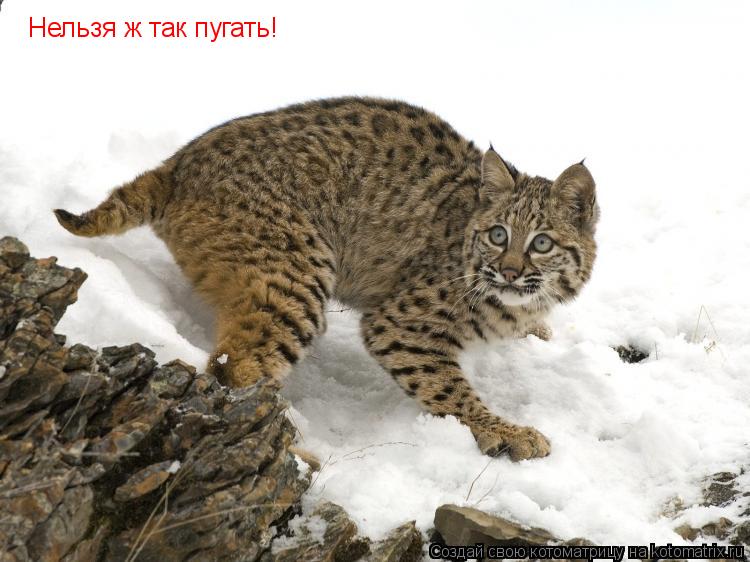 Нельзя ж так пугать!... Котоматрица: Нельзя ж так пугать!