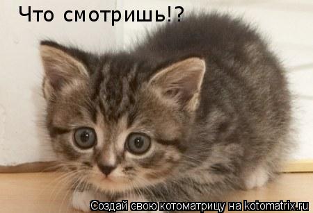 Что смотришь!?... Котоматрица: Что смотришь!?
