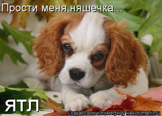 Прости меня,няшечка... ятл... Котоматрица: Прости меня,няшечка... ятл