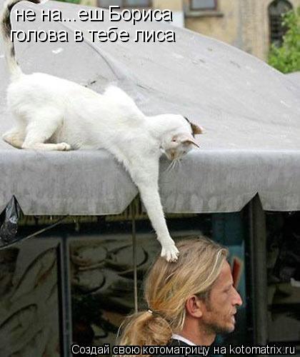 не на...еш Бориса голова в тебе лиса... Котоматрица: не на...еш Бориса голова в тебе лиса