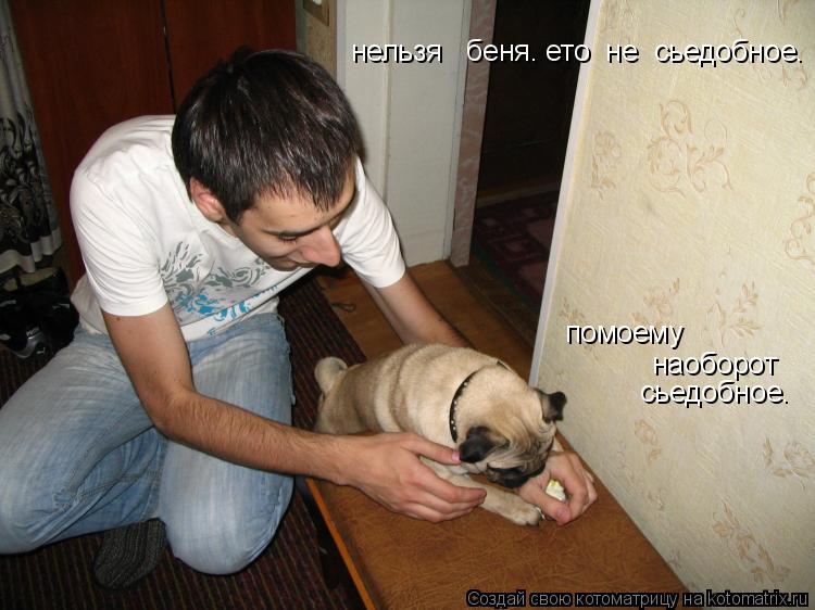 помоему наоборот сьедобное. нельзя беня. ето не сьедобное.... Котоматрица: помоему наоборот сьедобное. нельзя беня. ето не сьедобное.