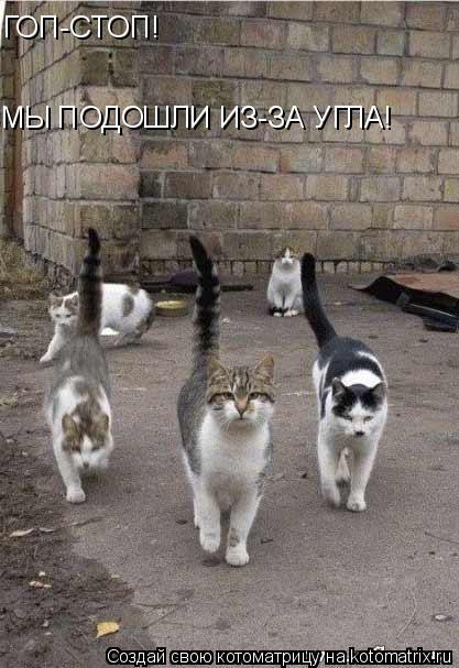 ГОП-СТОП! МЫ ПОДОШЛИ ИЗ-ЗА УГЛА!... Котоматрица: ГОП-СТОП! МЫ ПОДОШЛИ ИЗ-ЗА УГЛА!