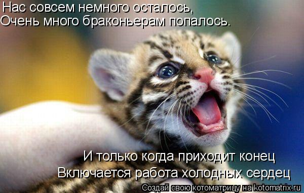 Нас совсем немного осталось, Очень много браконьерам попалось. И только когда приходит конец Включает... Котоматрица: Нас совсем немного осталось, Очень много браконьерам попалось. И только когда приходит конец Включается работа холодных сердец