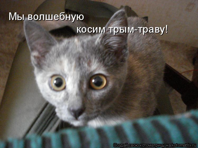 Мы волшебную косим трым-траву!... Котоматрица: Мы волшебную косим трым-траву!