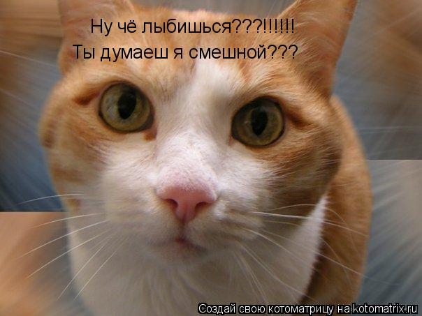 Ну чё лыбишься???!!!!!! Ты думаеш я смешной???... Котоматрица: Ну чё лыбишься???!!!!!! Ты думаеш я смешной???