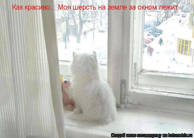 Как красиво... Моя шерсть на земле за окном лежит...... Котоматрица: Как красиво... Моя шерсть на земле за окном лежит...