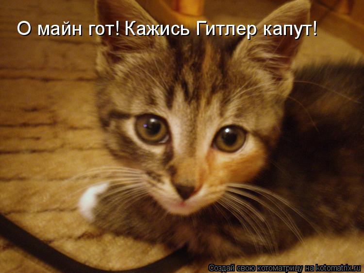 О майн гот! Кажись Гитлер капут!... Котоматрица: О майн гот! Кажись Гитлер капут!