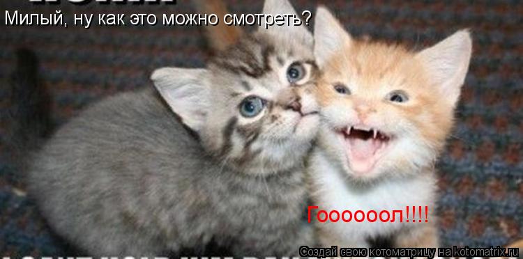 Милый, ну как это можно смотреть? Гоооооол!!!!... Котоматрица: Милый, ну как это можно смотреть? Гоооооол!!!!