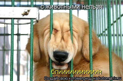 с животными нельзя блииииииииииин... Котоматрица: с животными нельзя блииииииииииин