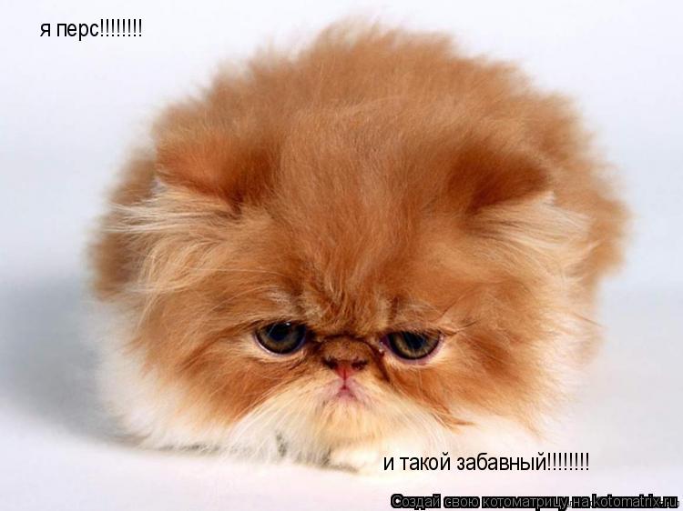 я перс!!!!!!!! и такой забавный!!!!!!!!... Котоматрица: я перс!!!!!!!! и такой забавный!!!!!!!!