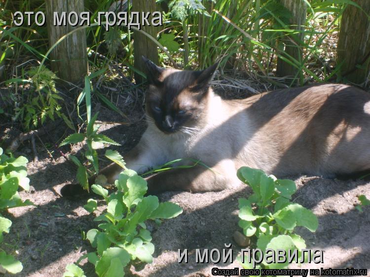 это моя грядка и мой правила... Котоматрица: это моя грядка и мой правила