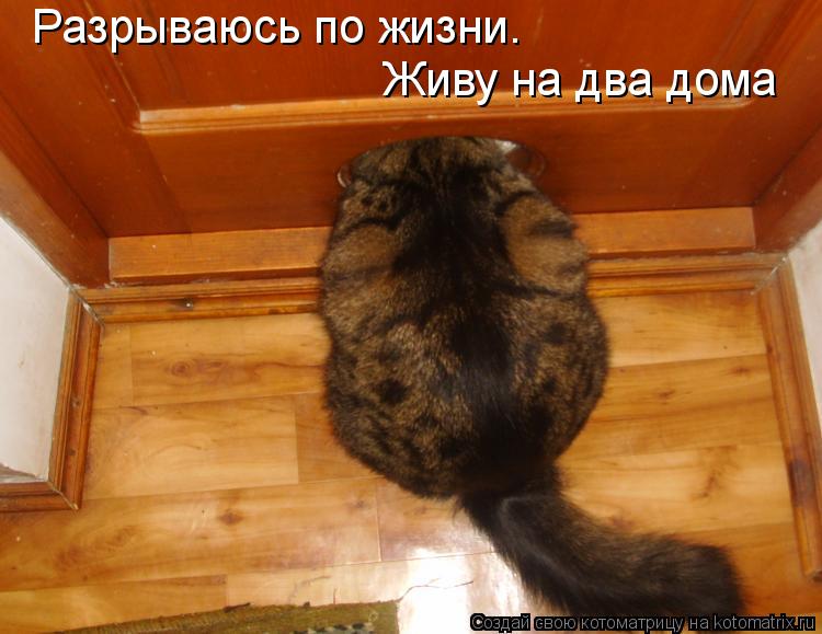 Разрываюсь по жизни. Живу на два дома... Котоматрица: Разрываюсь по жизни. Живу на два дома