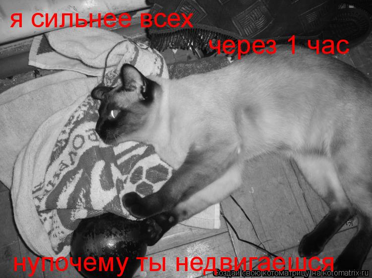 я сильнее всех через 1 час нупочему ты недвигаешся... Котоматрица: я сильнее всех через 1 час нупочему ты недвигаешся