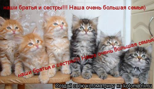 наши братья и сестры!!! Наша очень большая семья) наши братья и сестры!!! Наша очень большая семья)... Котоматрица: наши братья и сестры!!! Наша очень большая семья) наши братья и сестры!!! Наша очень большая семья)