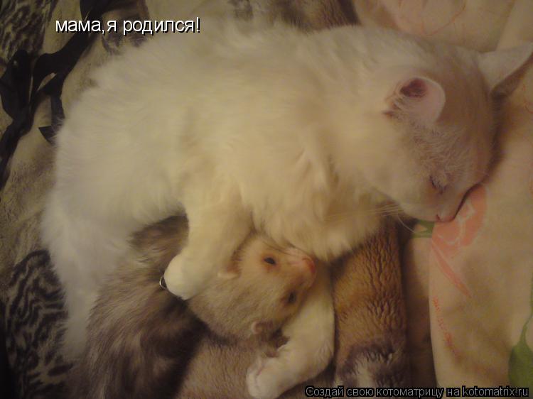 мама,я родился!... Котоматрица: мама,я родился!