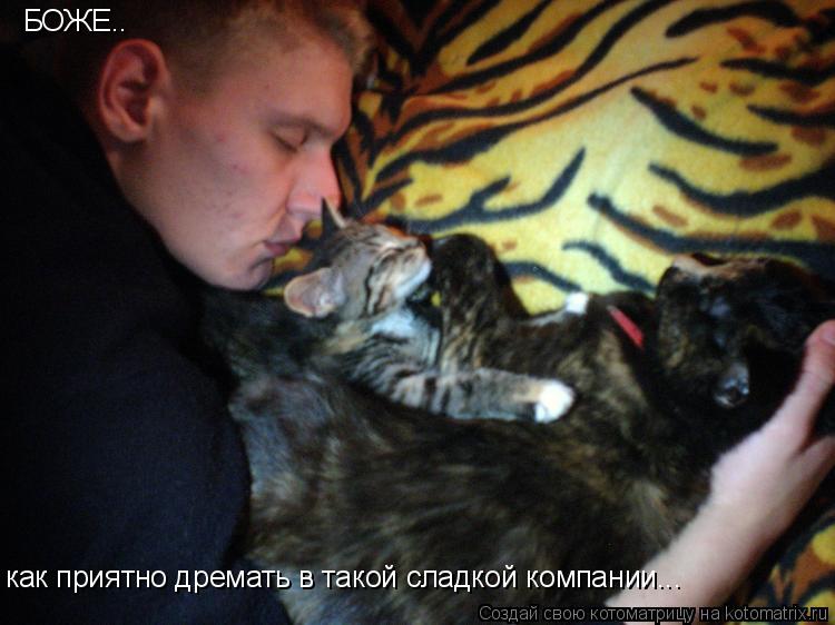 БОЖЕ.. как приятно дремать в такой сладкой компании...... Котоматрица: БОЖЕ.. как приятно дремать в такой сладкой компании...
