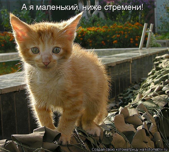 А я маленький, ниже стремени!... Котоматрица: А я маленький, ниже стремени!