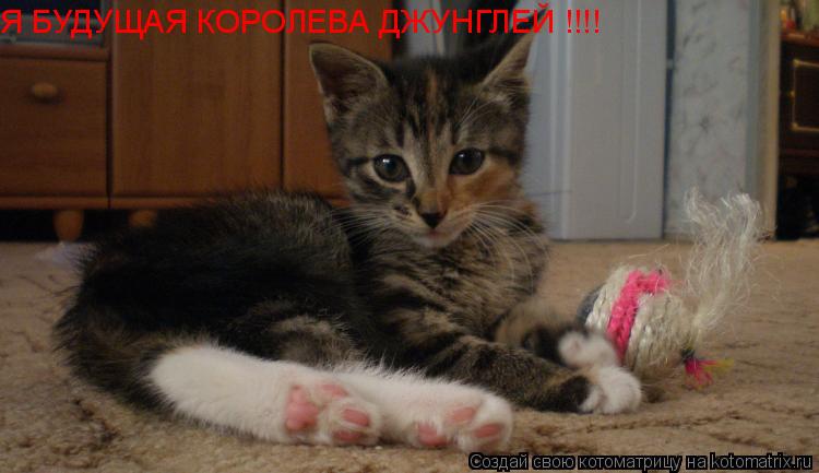 Я БУДУЩАЯ КОРОЛЕВА ДЖУНГЛЕЙ !!!!... Котоматрица: Я БУДУЩАЯ КОРОЛЕВА ДЖУНГЛЕЙ !!!!