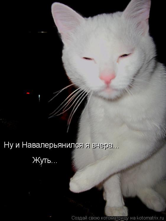 Ну и Навалерьянился я вчера... Жуть...... Котоматрица: Ну и Навалерьянился я вчера... Жуть...
