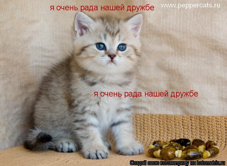 я очень рада нашей дружбе я очень рада нашей дружбе... Котоматрица: я очень рада нашей дружбе я очень рада нашей дружбе
