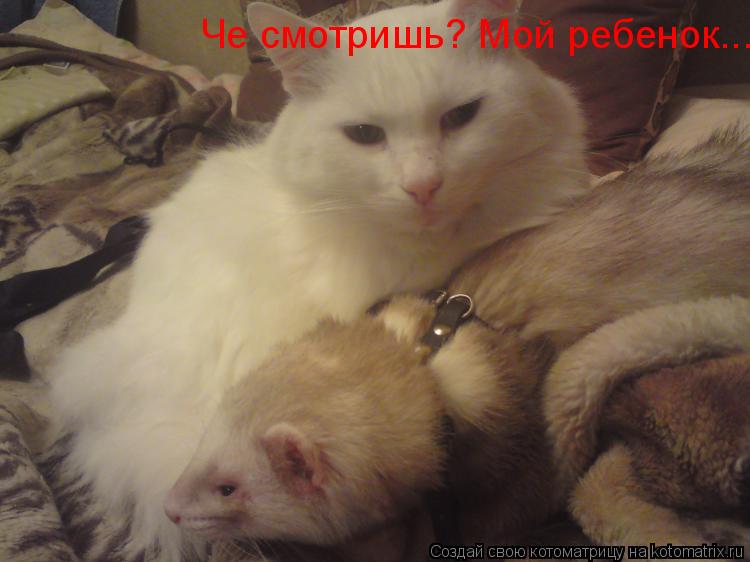 Че смотришь? Мой ребенок...... Котоматрица: Че смотришь? Мой ребенок...