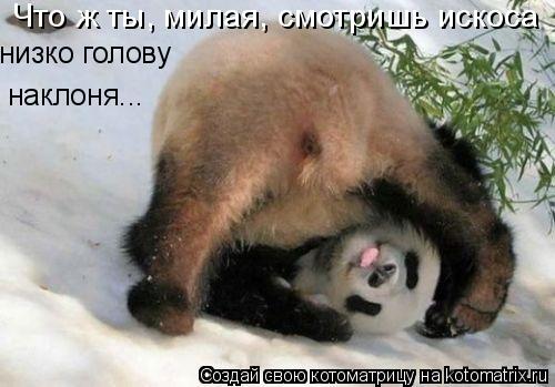 наклоня... низко голову Что ж ты, милая, смотришь искоса... Котоматрица: наклоня... низко голову Что ж ты, милая, смотришь искоса