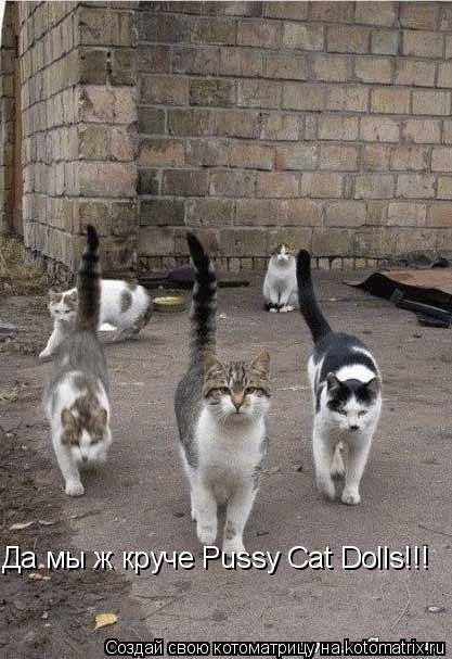 Да мы ж круче Pussy Cat Dolls!!!... Котоматрица: Да мы ж круче Pussy Cat Dolls!!!