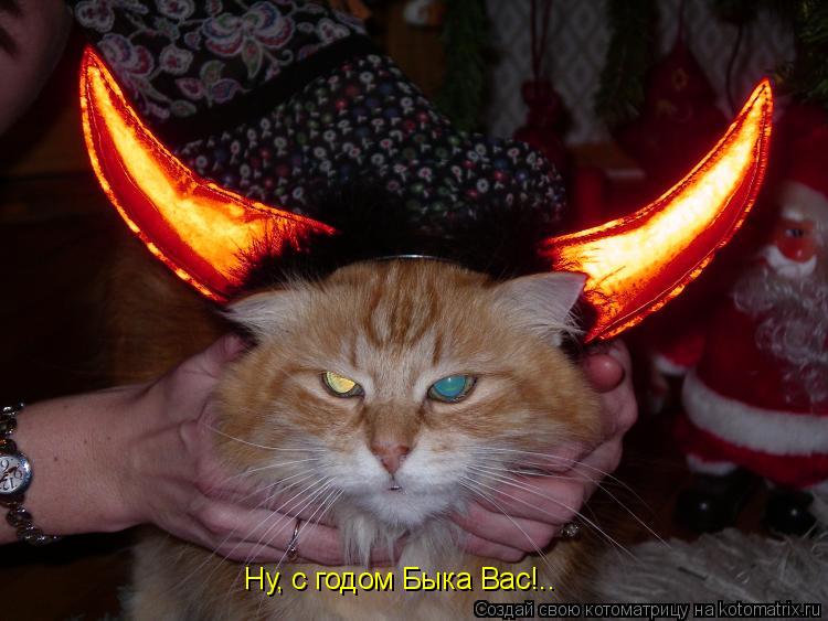 Ну, с годом Быка Вас!..... Котоматрица: Ну, с годом Быка Вас!..