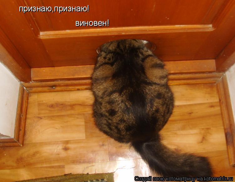 признаю,признаю! виновен!... Котоматрица: признаю,признаю! виновен!