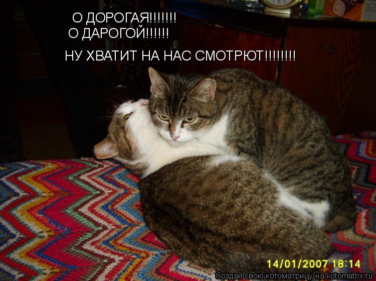 О ДОРОГАЯ!!!!!!! О ДАРОГОЙ!!!!!! НУ ХВАТИТ НА НАС СМОТРЮТ!!!!!!!!... Котоматрица: О ДОРОГАЯ!!!!!!! О ДАРОГОЙ!!!!!! НУ ХВАТИТ НА НАС СМОТРЮТ!!!!!!!!