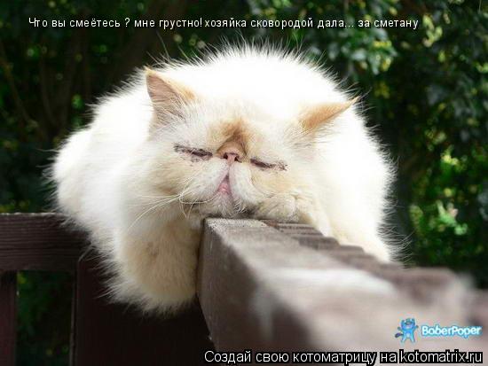 Что вы смеётесь ? мне грустно!хозяйка сковородой дала... за сметану... Котоматрица: Что вы смеётесь ? мне грустно!хозяйка сковородой дала... за сметану