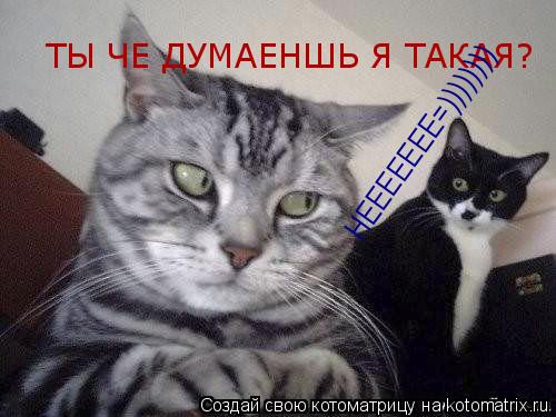 ТЫ ЧЕ ДУМАЕНШЬ Я ТАКАЯ? ТЫ ЧЕ ДУМАЕНШЬ Я ТАКАЯ? НЕЕЕЕЕЕЕ=)))))))) НЕЕЕЕЕЕЕ=))))))))... Котоматрица: ТЫ ЧЕ ДУМАЕНШЬ Я ТАКАЯ? ТЫ ЧЕ ДУМАЕНШЬ Я ТАКАЯ? НЕЕЕЕЕЕЕ=)))))))) НЕЕЕЕЕЕЕ=))))))))