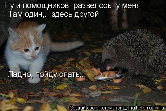 Ну и помощников, развелось у меня Там один,...здесь другой Ладно, пойду спать...... Котоматрица: Ну и помощников, развелось у меня Там один,...здесь другой Ладно, пойду спать...