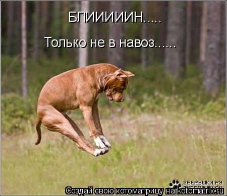 БЛИИИИИН..... Только не в навоз......... Котоматрица: БЛИИИИИН..... Только не в навоз......