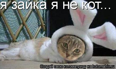 я зайка я не кот...... Котоматрица: я зайка я не кот...