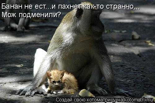 Банан не ест...и пахнет как-то странно... Мож подменили?... Котоматрица: Банан не ест...и пахнет как-то странно... Мож подменили?
