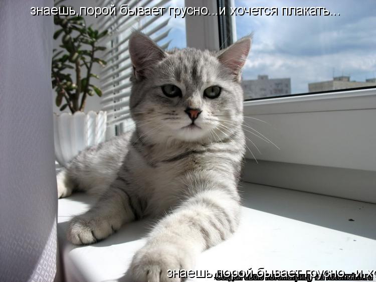 знаешь,порой бывает грусно...и хочется плакать... знаешь,порой бывает грусно...и хочется плакать...... Котоматрица: знаешь,порой бывает грусно...и хочется плакать... знаешь,порой бывает грусно...и хочется плакать...