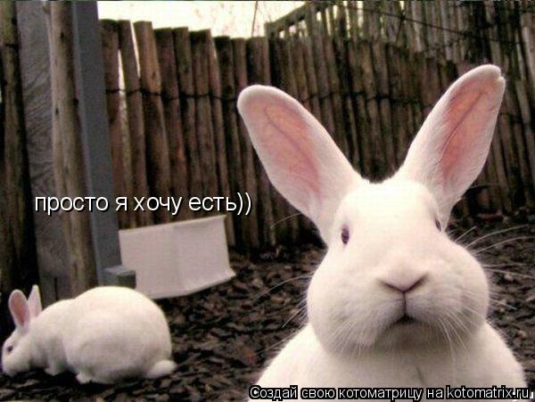 просто я хочу есть))... Котоматрица: просто я хочу есть))