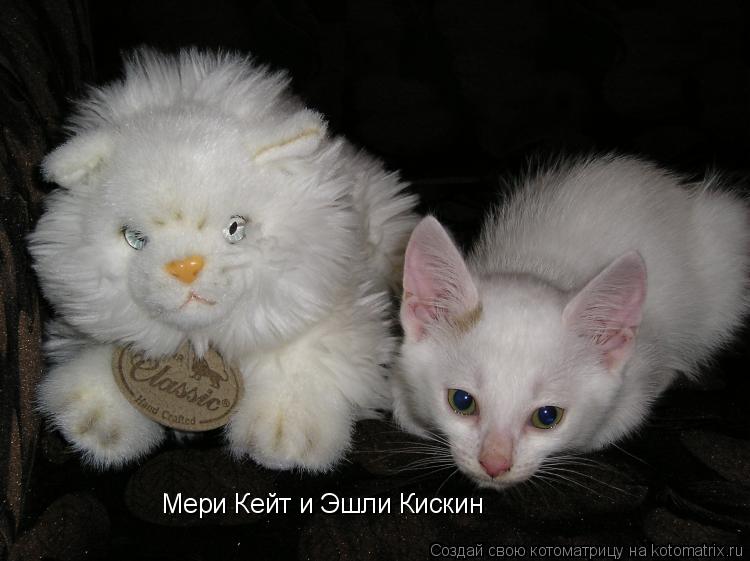 Мери Кейт и Эшли Кискин... Котоматрица: Мери Кейт и Эшли Кискин