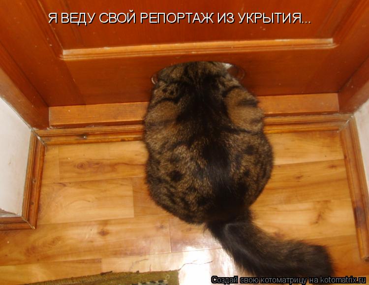 Котоматрица: Я ВЕДУ СВОЙ РЕПОРТАЖ ИЗ УКРЫТИЯ...