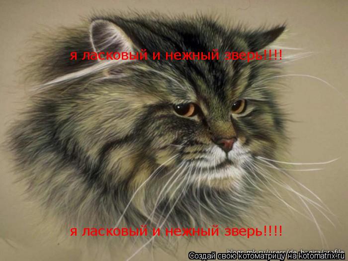 я ласковый и нежный зверь!!!! я ласковый и нежный зверь!!!!... Котоматрица: я ласковый и нежный зверь!!!! я ласковый и нежный зверь!!!!