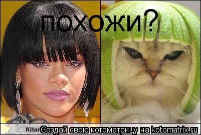 похожи?... Котоматрица: похожи?