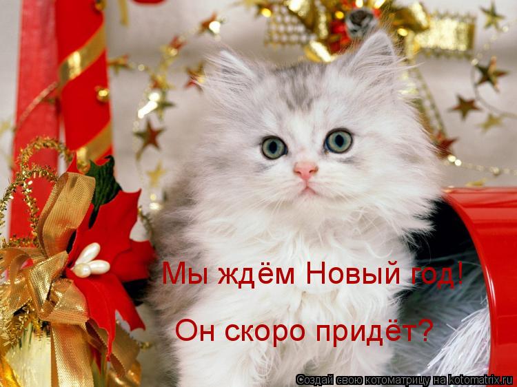 Мы ждём Новый год! Он скоро придёт?... Котоматрица: Мы ждём Новый год! Он скоро придёт?