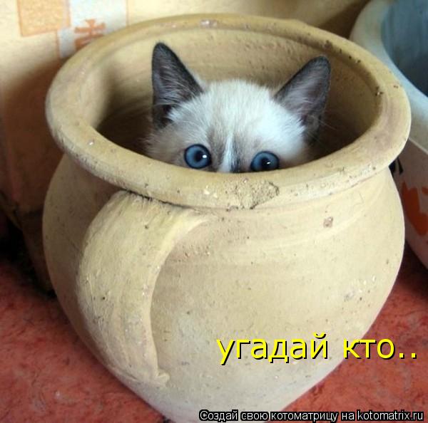 угадай кто..... Котоматрица: угадай кто..