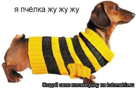 я пчёлка жу жу жу я пчёлка жу жу жу... Котоматрица: я пчёлка жу жу жу я пчёлка жу жу жу