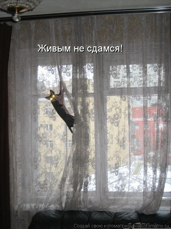Живым не сдамся!... Котоматрица: Живым не сдамся!